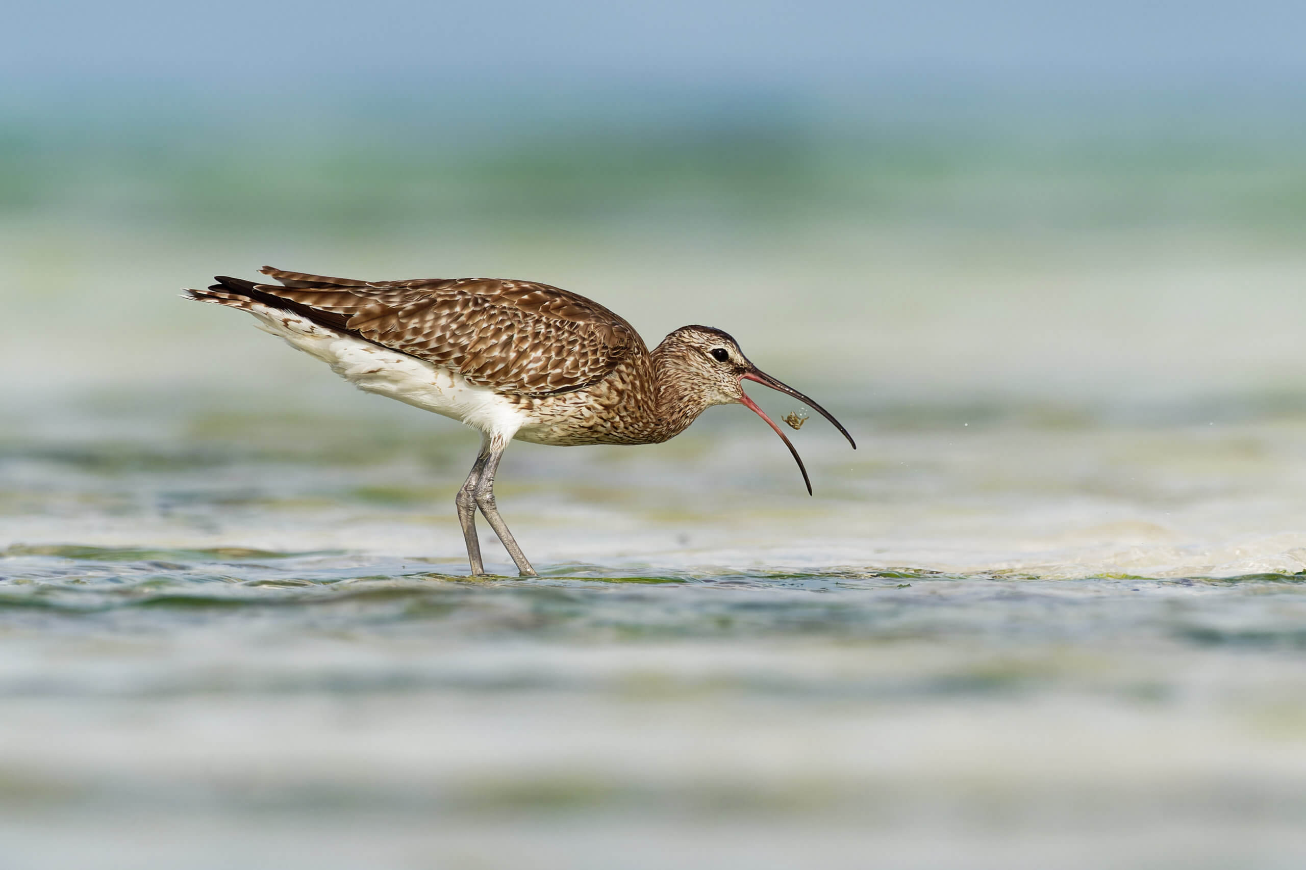 Sandpiper looking for food along the beach in Long Island. 