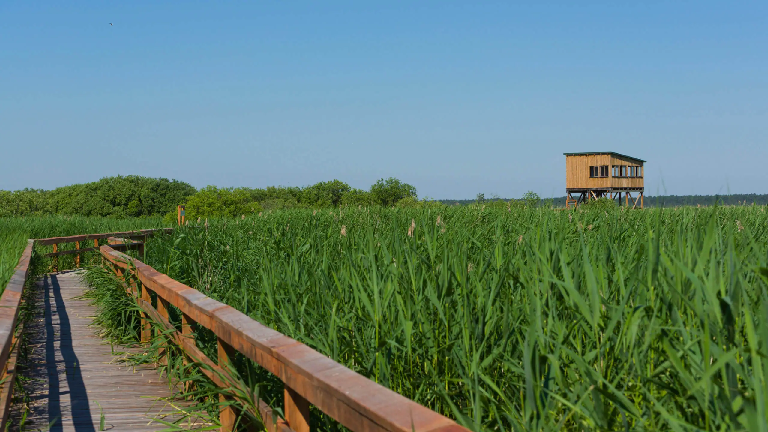 Walking trail along lush vegetation in Long Island. 